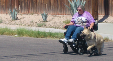 A woman crosses the street in her wheelchair with her working guide dog beside her.